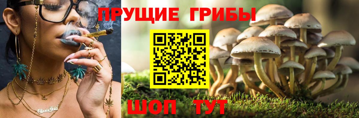 Тара  Галлюциногенные грибы мухоморы  Вход с VPN 